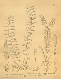 Appendicula kuhlii'nin arınmaları by Heinrich Gustav Reichenbach
