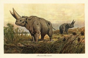Arsinoitherium, soyu tükenmiş penungulate memeli cinsi., 1908 (Baskı)
