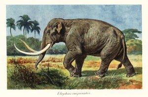 Kolomb mamutunun soyu tükenmiş mamut türleri, Pleistosen., 1908 (Baskı)
