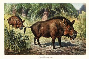 Entelodon, soyu tükenmiş entelodont artiodactyl.,1908 (Baskı)