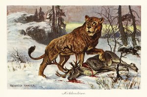 Avrasya mağara aslanı, Panthera spelaea.,1908 (Baskı)