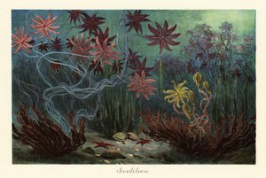 Soyu tükenmiş deniz zambakları veya krinoidler, Crinoidea, deniz tabanında., 1908 (Baskı)