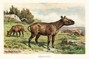 Hyracodon, soyu tükenmiş midilli benzeri memeli cinsi, Oligosen. ,1908 (Baskı) by Heinrich Harder