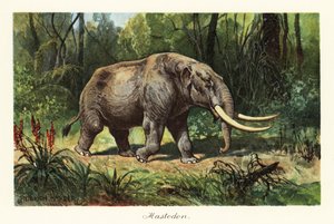 Soyu tükenmiş Mammuthus cinsinin Mastodon