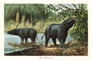 Moeritherium, Eosen