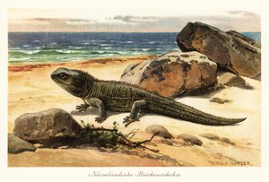 Savunmasız tuatara, Sphenodon punctatus, kıyıda. by Heinrich Harder