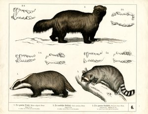  by Heinrich Leutemann