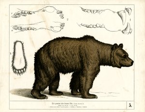 Anatomik Detaylarıyla Boz Ayı by Heinrich Leutemann