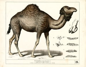  by Heinrich Leutemann