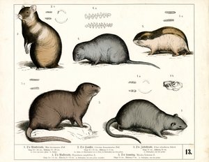  by Heinrich Leutemann