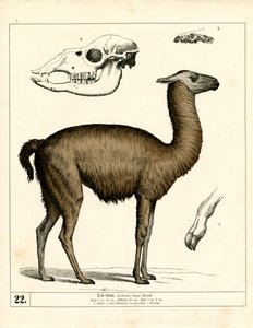  by Heinrich Leutemann