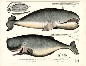 Anatomik Özellikleriyle İspermeçet Balinası ve Baş Balina by Heinrich Leutemann