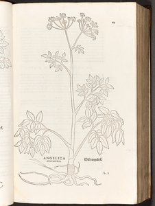 BT3.267.5 s.125 Wild Angelica, Leonhart Fuchs