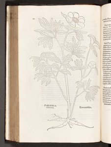 BT3.267.5 s.311 Paeony, Leonhart Fuchs