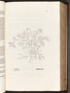 BT3.267.5 s.311 Menekşe, Leonhart Fuchs