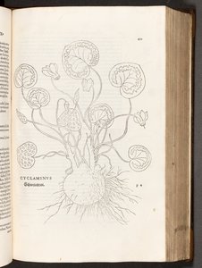 BT3.267.5 s.51 Siklamen, Leonhart Fuchs