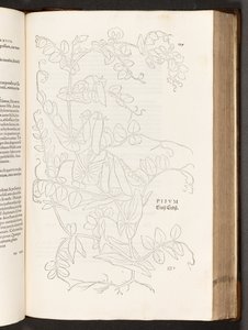 BT3.267.5. s.627 Bezelye, Leonhart Fuchs