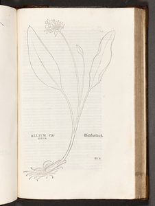 BT3.267.5 s.739 Allium, Leonhart Fuchs