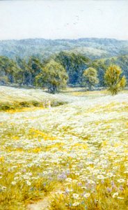 Oxeye Papatyalar, Westerham, Kent yakınlarında (kağıt üzerine suluboya) by Helen Allingham