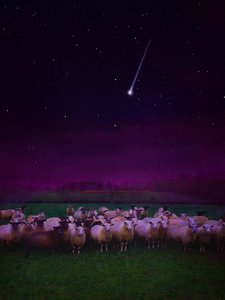 Gece Sürü, 2019 by Helen White