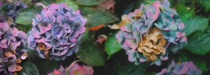 Hydrangeas, 2018,  by Helen White