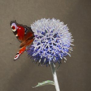 Mavi Devedikeni Üzerinde Tavus Kuşu, 2018 by Helen White