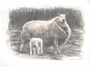 Gururlu, 2016, (karakalem) by Helen White