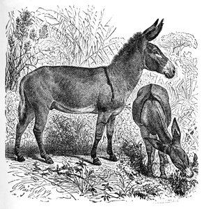 Afrika Vahşi Eşek, c1900 by Helena J. Maguire