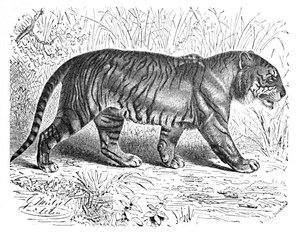 Bengal Kaplanı, c1900 by Helena J. Maguire