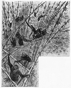 Bambu Ormanında Hoolocks, c1900 by Helena J. Maguire