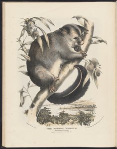 Avustralya Memelileri (Krefft) Nla.obj-33627803-9 Ortak Opossum. by Helena Scott