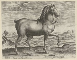 Almanya konumundan aygır Eqvvs Germanvs (nesne üzerindeki başlık) Avusturya Don Juan Kraliyet Ahırlarından At Irkları (seri başlığı) Equile Ioannis Austriaci Caroli (dizi adı) by Hendrick Goltzius (possibly)
