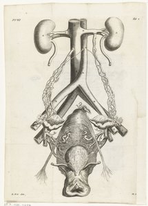 Kadın cinsel organı ve böbreklerinin anatomik görüntüsü Kitap illüstrasyonu: Reinier de Graaf, Tüm eserler, Amsterdam, 1686