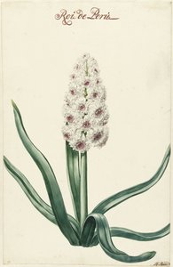 Beyaz Sümbül Roi de Peru (nesne üzerindeki başlık) by Hendrik Budde