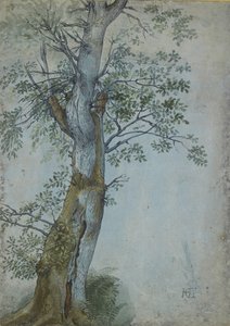 Bir Ağacın Çalışması, 1597-99 (koyu kahverengi mürekkepli kalem, wc ve gövde renginde fırça, mavi kağıt üzerinde beyaz ile vurgulanmış) by Hendrik Goltzius