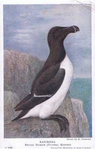 Razorbill, Kartpostallar, 1930