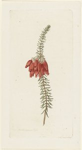 Çiçekler (Erica Mammosa)