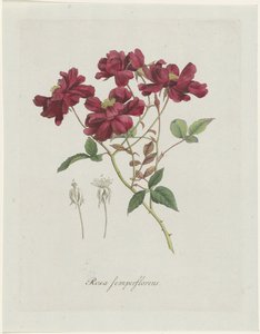 Çin roos (Rosa chinensis Jacq.) Rosa semperflorens (nesne üzerindeki başlık)