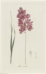 Ixia, Aiton