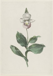 Orkide Hanım Terliği (Cypripedium reginae Walter)
