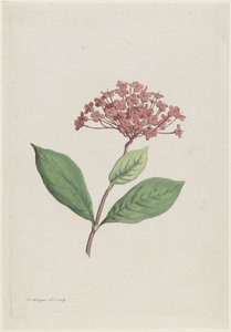 Tavus Kuşu Kirazı (Ixora coccinea)