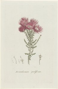 fenokom proliferası Xeranthemum proliferum (nesne üzerindeki başlık)