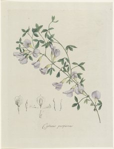 purperen brem Cytisus purpureus (nesne üzerindeki başlık)