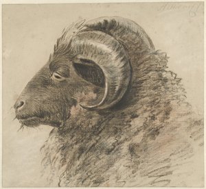 Bir koç başı, sola bakıyor, yan görünüm by Hendrik Stokvisch
