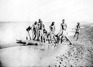 Timsah avlamak, Nubia, Mısır, 1887