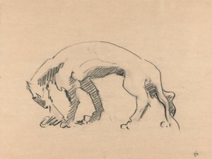 Profildeki Dişi Aslan
