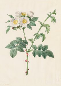 Brier Bush Rose veya Dog Rose Rosa Leucantha, 1817-1824. by Pierre Joseph Redouté