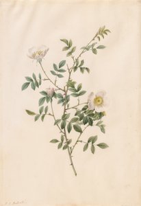 Brier Bush Rose veya Dog Rose Rosa Sepium Rosea, 1817-1824. by Pierre Joseph Redouté