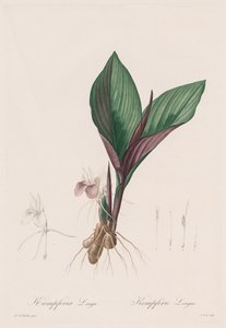 Les Liliacées: Kaempferia longa, 1802-1816. by Pierre Joseph Redouté