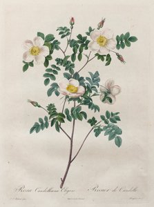 Güller: Rosa Candolleana Elegans, 1817-1824. by Pierre Joseph Redouté